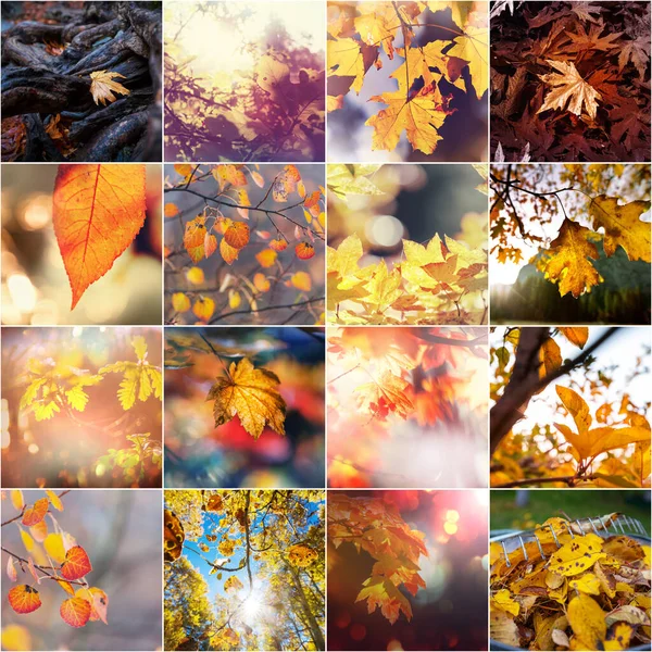 Colorful Background Fallen Autumn Leaves Set — Stock Photo, Image