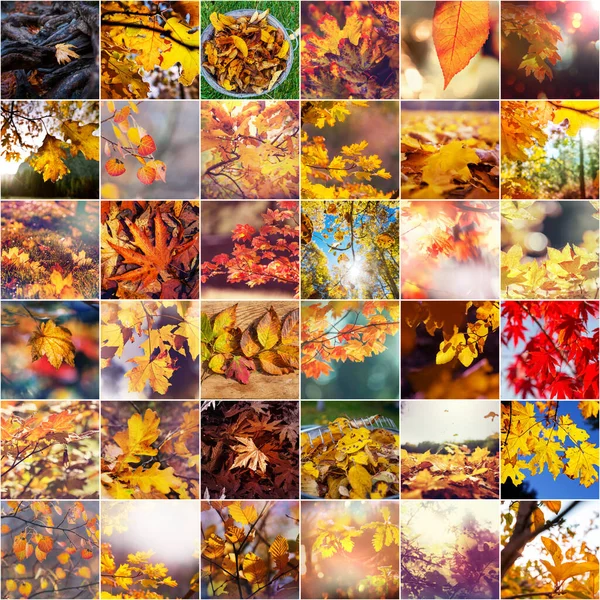 Colorful Background Fallen Autumn Leaves Set — Stock Photo, Image