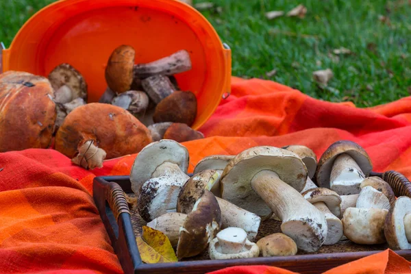 木盘上的自体蘑菇 — 图库照片