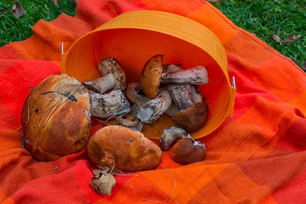 Cogumelos Outonais Bandeja Madeira — Fotografia de Stock