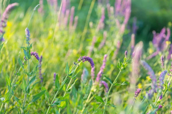 Sonnentag Auf Der Blumenwiese Schöner Natürlicher Hintergrund — Stockfoto