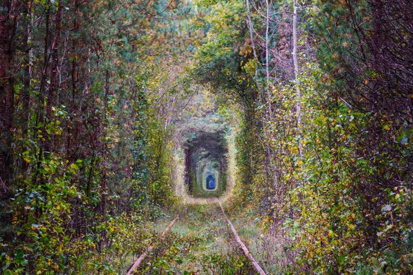 Túnel Árboles Principios Otoño — Foto de Stock