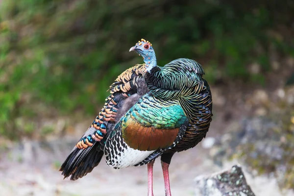 Tacchino Ocellato Selvatico Nel Parco Nazionale Del Tikal Gutemala America — Foto Stock