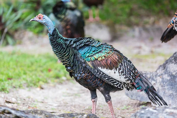 Dinde Sauvage Ocellée Dans Parc National Tikal Gutemala Amérique Sud — Photo