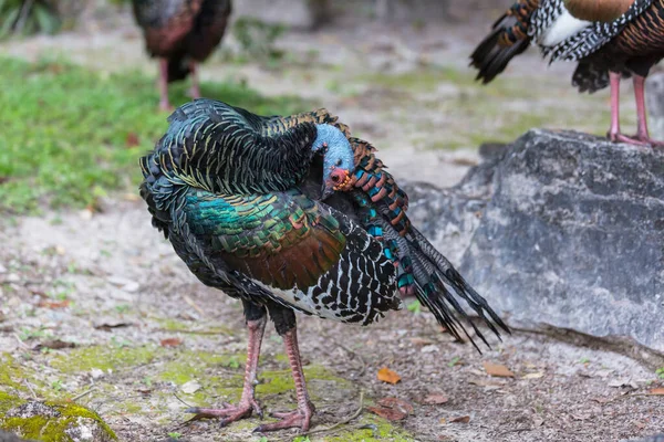 Wilde Truthähne Tikal Nationalpark Gutemala Südamerika — Stockfoto