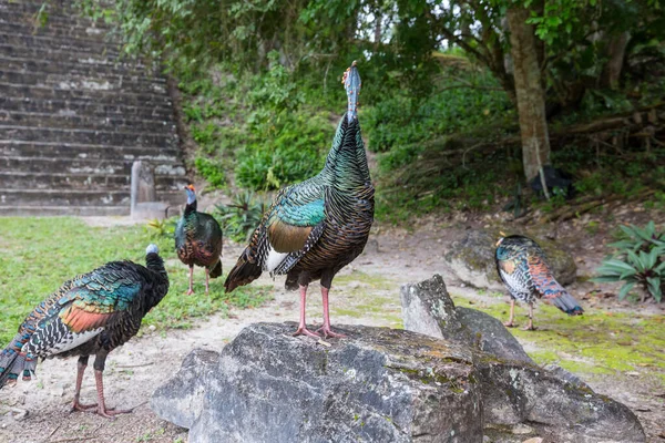 Tacchino Ocellato Selvatico Nel Parco Nazionale Del Tikal Gutemala America — Foto Stock