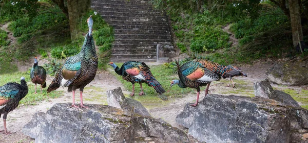 Tacchino Ocellato Selvatico Nel Parco Nazionale Del Tikal Gutemala America — Foto Stock