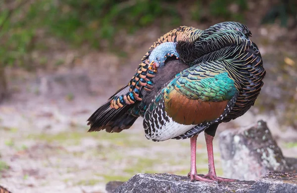 Wilde Truthähne Tikal Nationalpark Gutemala Südamerika — Stockfoto