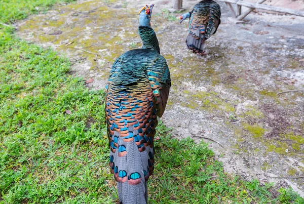 Tacchino Ocellato Selvatico Nel Parco Nazionale Del Tikal Gutemala America — Foto Stock