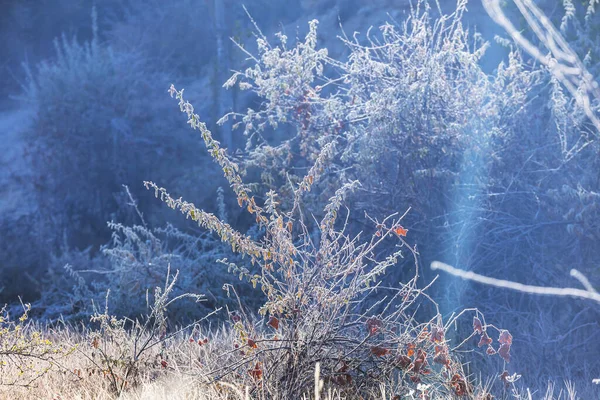 Gefrorene Spätherbstwiese Aus Nächster Nähe Winterlicher Hintergrund — Stockfoto