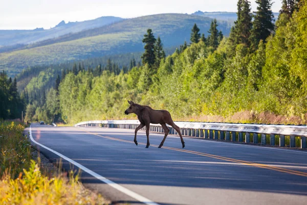 Älg Vägen Vilt Och Natur Usa — Stockfoto