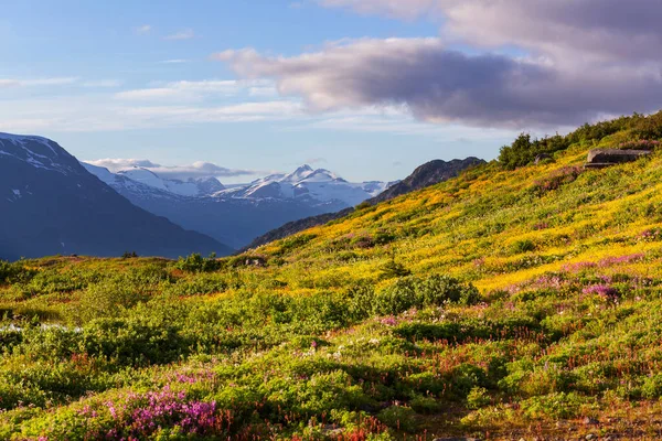 Picturesque Mountain View Canadian Rockies Summer Season — стокове фото