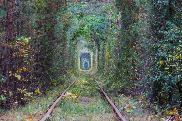 Stromový Tunel Začátku Podzimní Sezóny — Stock fotografie