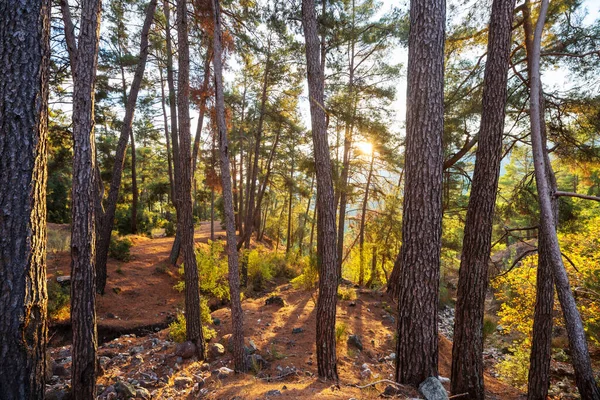 Rayons Soleil Par Temps Clair Dans Forêt Verte — Photo