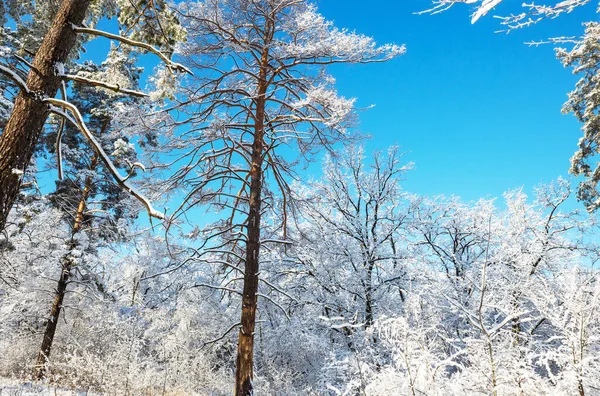 Natursköna Snötäckta Skogar Vintersäsongen Bra För Jul Bakgrund — Stockfoto