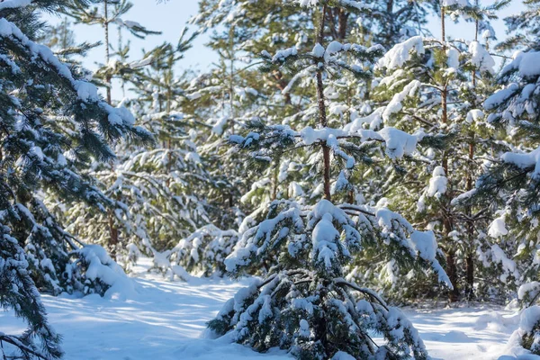 Floresta Coberta Neve Cênica Temporada Inverno Bom Para Fundo Natal — Fotografia de Stock