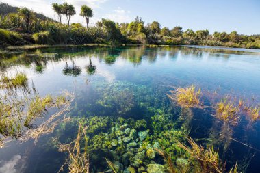 Yeni Zelanda 'da alışılmadık bir mavi bahar. Güzel doğal manzaralar.