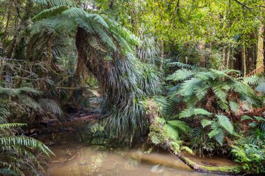 Yeni Zelanda tropikal orman ormanı. Yeşil doğal arkaplan