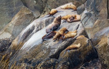 Taş sahilde oldukça rahatlatıcı bir fok.