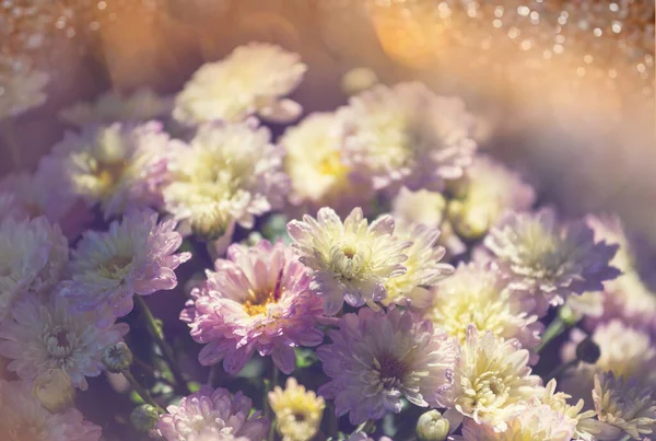 Colorful Autumnal Chrysanthemum Garden — Stock Photo, Image