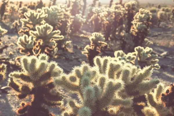 Paisajes Sobre Las Afueras Tucson — Foto de Stock