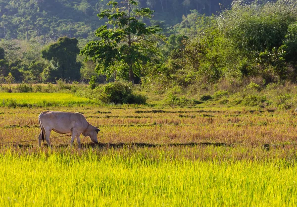 Besättning Kor Sommargröna Åkrar Jordbruk Lantbruk Lantlig Betesmark — Stockfoto