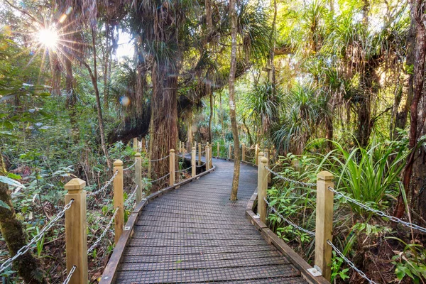 Новозеландський Тропічний Ліс Зелене Природне Тло — стокове фото