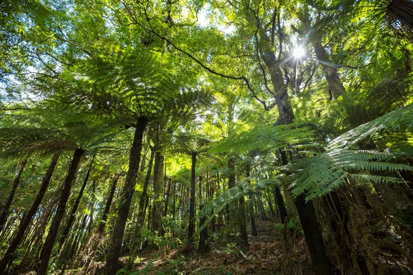 Nieuw Zeelandse Tropische Jungle Bos Groene Natuurlijke Achtergrond — Stockfoto