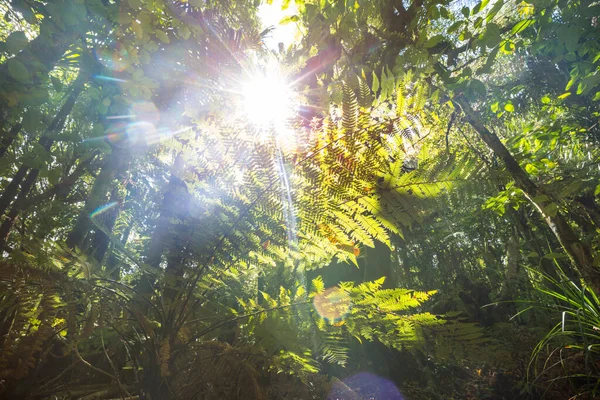 Yeni Zelanda Tropikal Orman Ormanı Yeşil Doğal Arkaplan — Stok fotoğraf