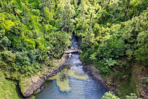 Floresta Tropical Nova Zelândia Fundo Natural Verde — Fotografia de Stock