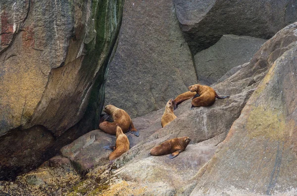 Bastante Relajante Foca Costa Piedra — Foto de Stock