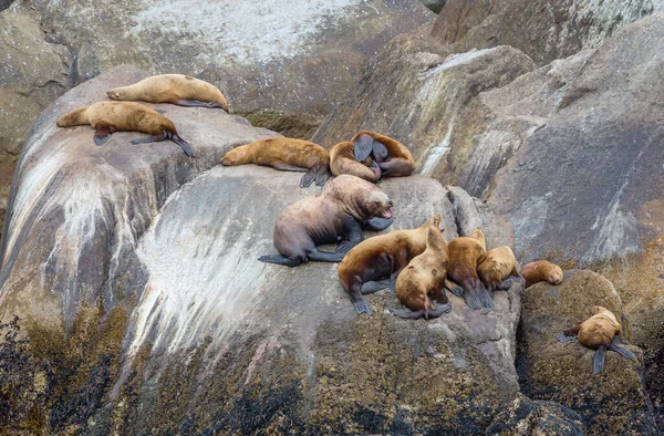 Довольно Расслабляющий Тюлень Каменном Побережье — стоковое фото
