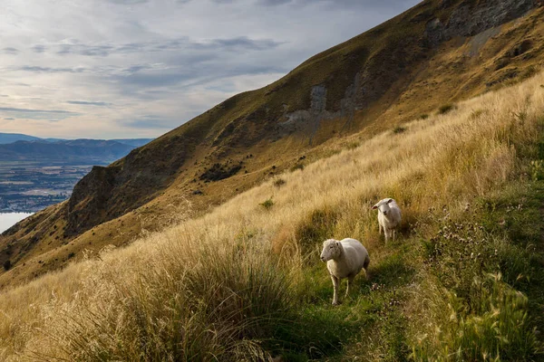 Sheep New Zealand Mountains — Stock Photo, Image