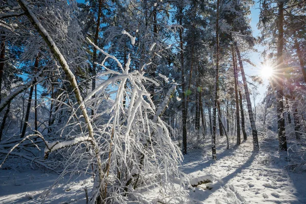 Scénický Zasněžený Les Zimním Období Dobré Pro Vánoční Pozadí — Stock fotografie
