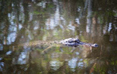 Amerikan Timsahı Everglades 'te yüzüyor ve vahşi doğa ulusal parkında renkli bir yansıması var.