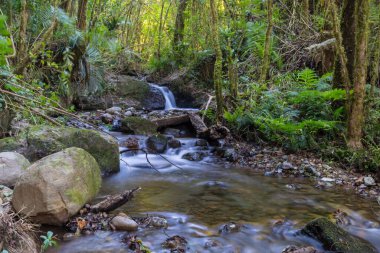 Yağmur ormanlarında akan güzel dere suyu. Kosta Rika, Orta Amerika