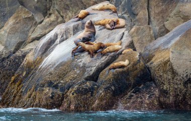 Taş sahilde oldukça rahatlatıcı bir fok.