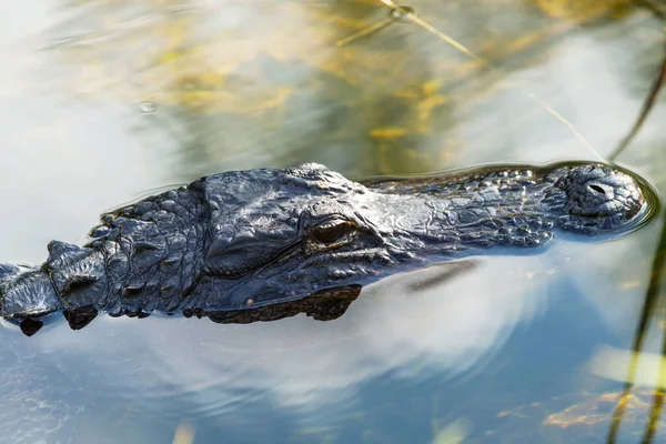 American Alligator Natação Everglades Com Reflexão Colorida Água Natureza Selvagem — Fotografia de Stock