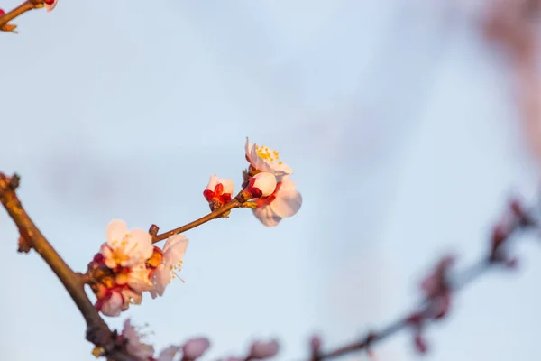 Árbol Floreciente Jardín Primavera Hermoso Fondo Natural Primavera — Foto de Stock