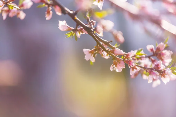 Árbol Floreciente Jardín Primavera Hermoso Fondo Natural Primavera — Foto de Stock