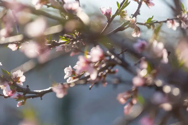 Árbol Floreciente Jardín Primavera Hermoso Fondo Natural Primavera — Foto de Stock