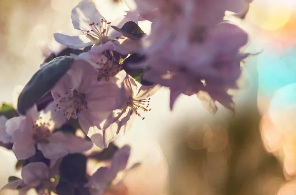 Árbol Floreciente Jardín Primavera Hermoso Fondo Natural Primavera — Foto de Stock