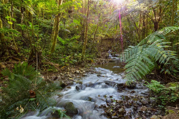 Hermosa Corriente Agua Que Fluye Selva Tropical Costa Rica América — Foto de Stock