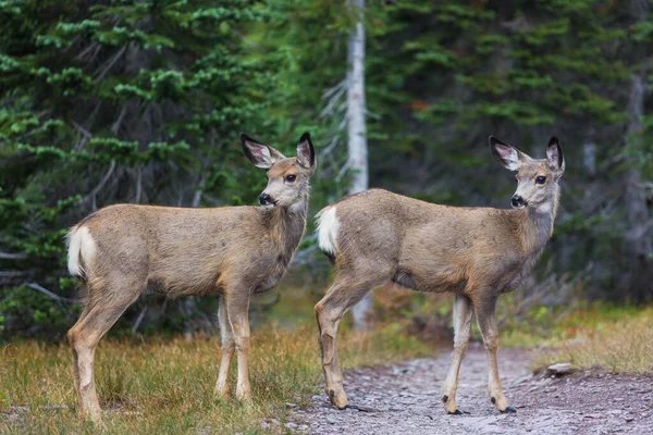 Peura Syksyllä Niitty Yhdysvallat — kuvapankkivalokuva