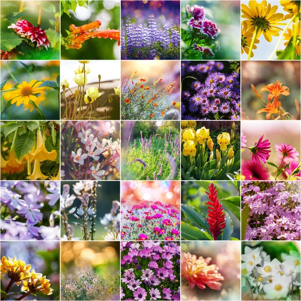 Olika Blommor Samling Spring Tema Set — Stockfoto