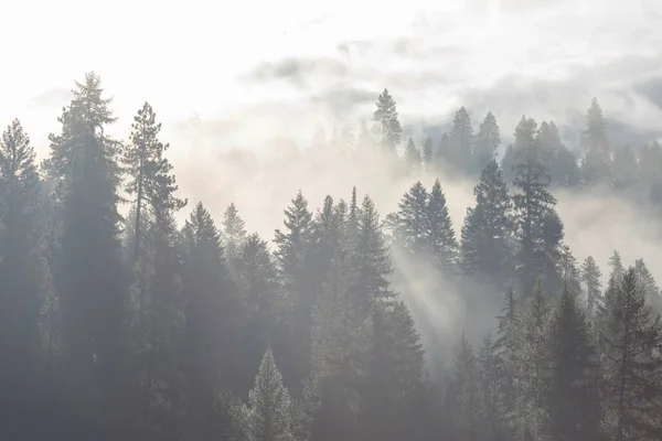 Magic Misty Forest Beautiful Natural Landscapes — Stock Photo, Image