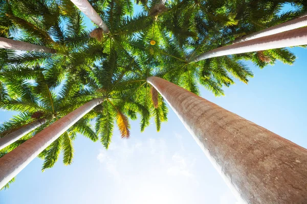 Palm Plantation Tropical Island — Stock Photo, Image