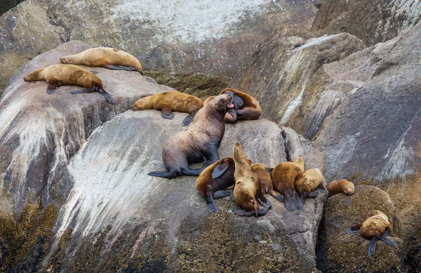 Bastante Relajante Foca Costa Piedra —  Fotos de Stock