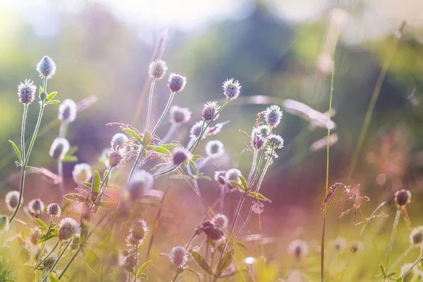 Giornata Sole Sul Prato Fiori Bellissimo Sfondo Naturale — Foto Stock