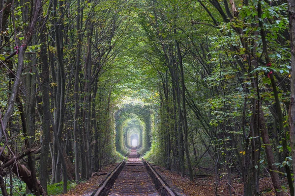 Stromový Tunel Začátku Podzimní Sezóny — Stock fotografie